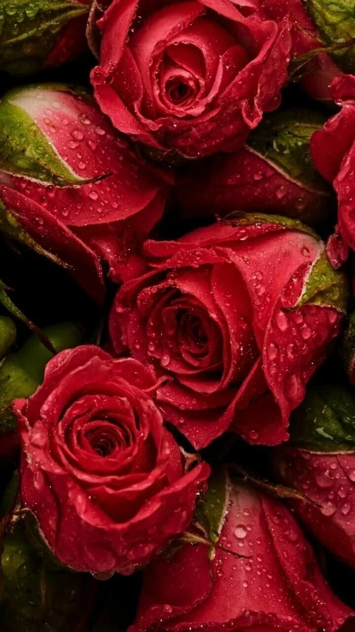 Бесплатные заставки розы на заставку телефона. Роскошные цветы. Роскошные розы. Красный цветок. Роскошные цветы вертикальные.