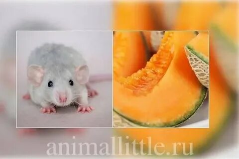 Дыня крысе можно