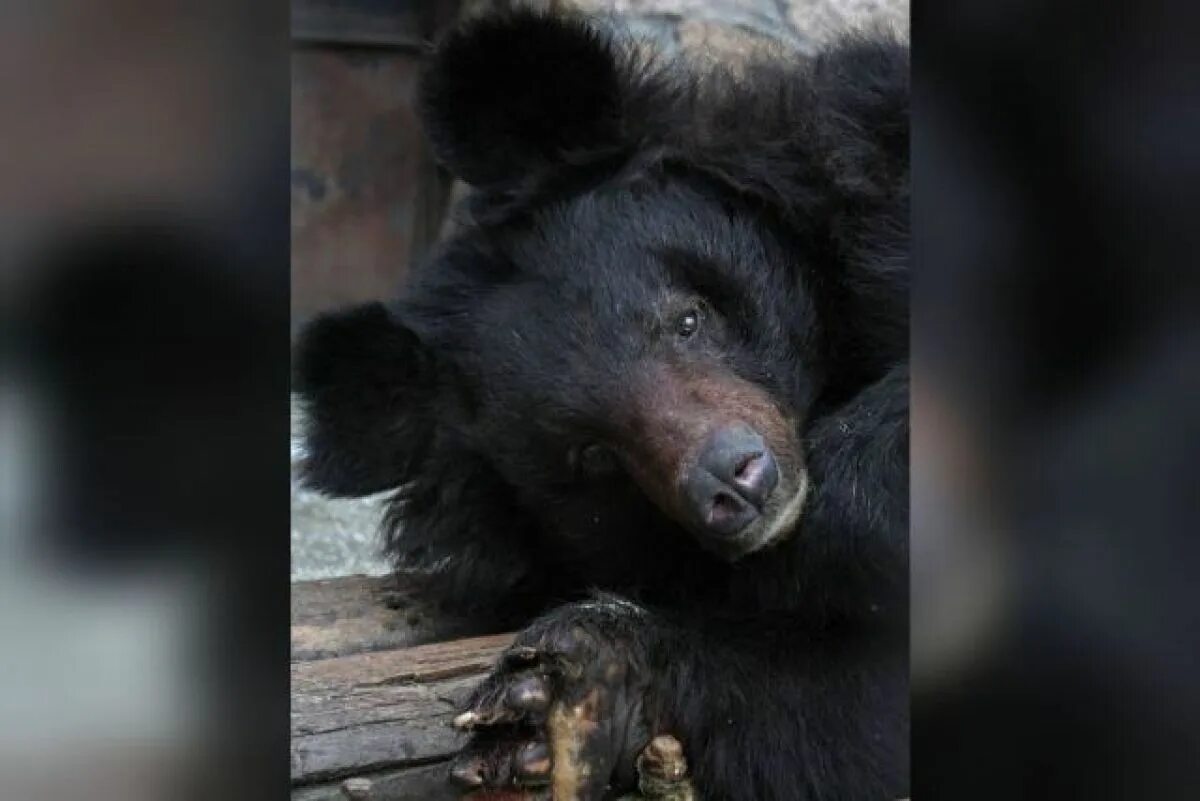 Зоопарк Челябинск медведи. Медведь в зоопарке. Медвежонок гималайского медведя. Почему медведи умирают