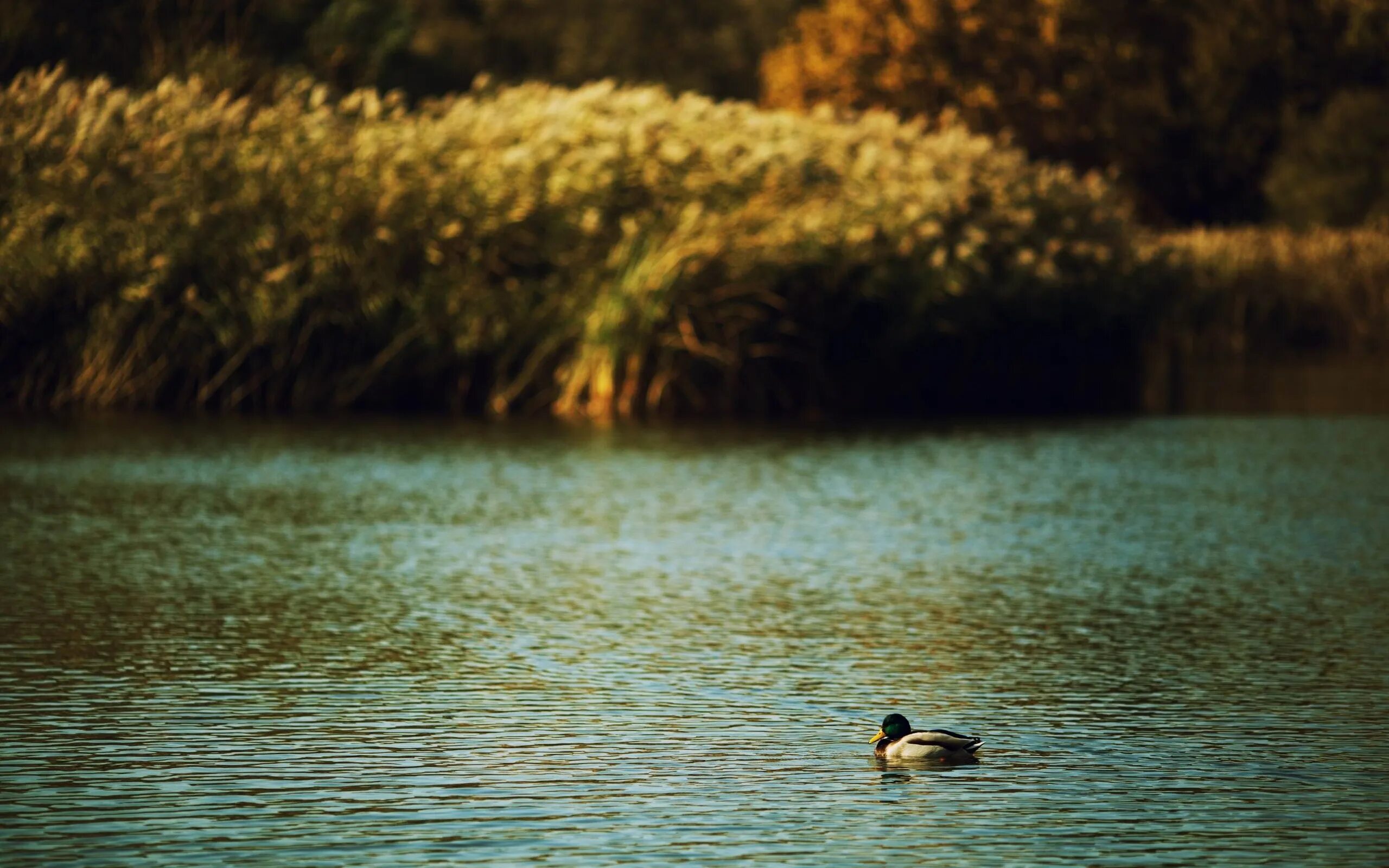 Утки на реке. Животные реки клязьмы. И этого довольно duck s lake. И этого довольно duck s lake. Звук утки.