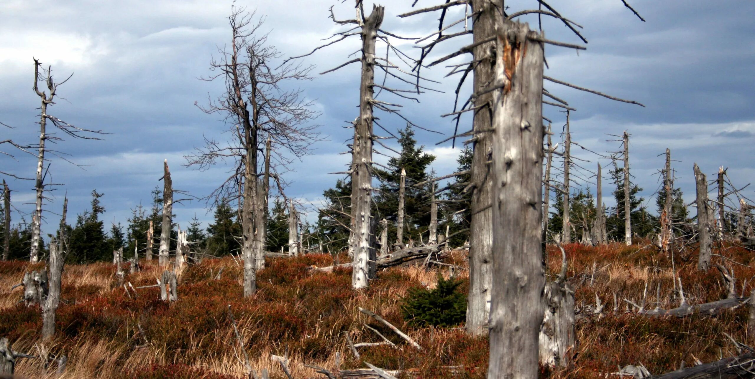 растительные осадки. растительные осадки. кислотные дожди. летние заморозки. баварский лес кислотный дождь.