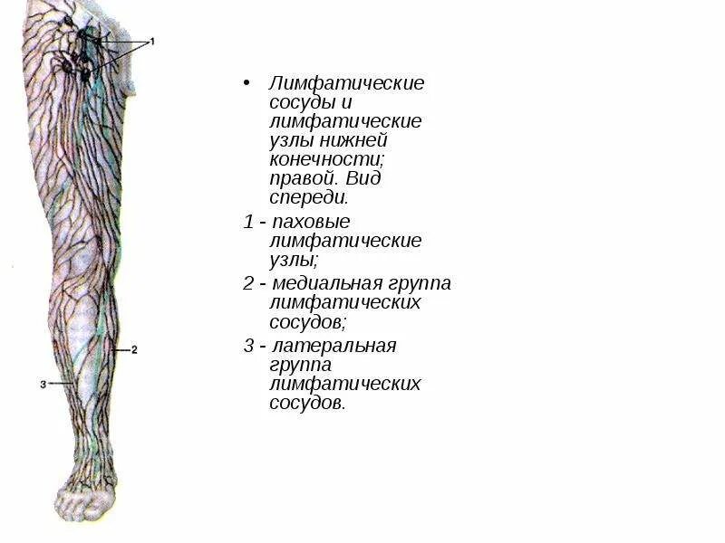 Лимфатическая система конечностей человека. Поверхностные лимфатические сосуды нижней конечности. Регионарные лимфоузлы нижней конечности. Лимфатические узлы нижней конечности анатомия. Лимфоузлы кисти