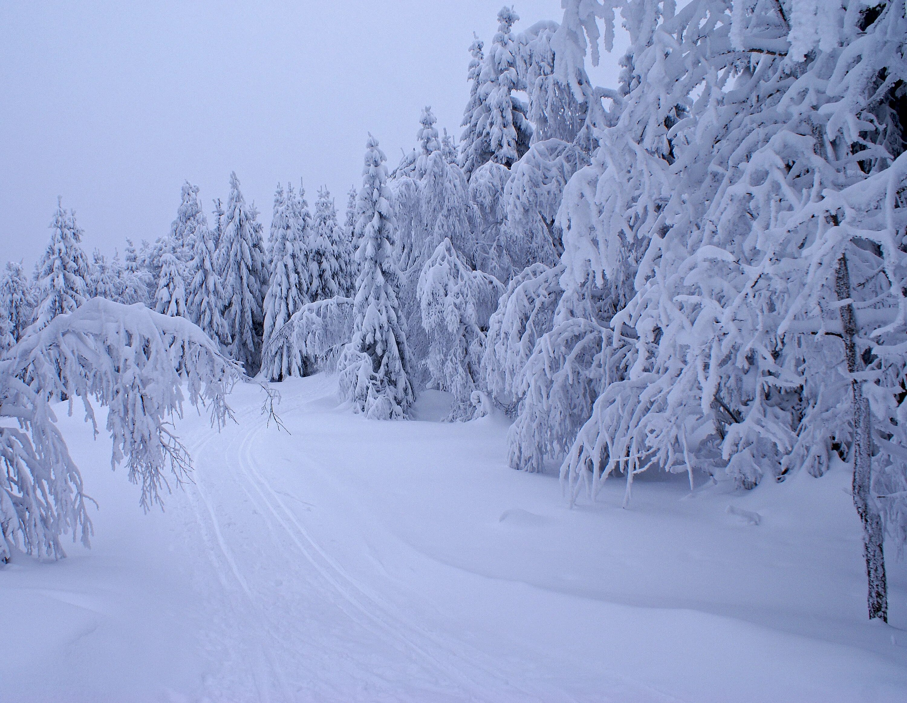 Снежное богатство. Зима. Белый снег фото. Зима фото. Природа Новосибирской области зимой.