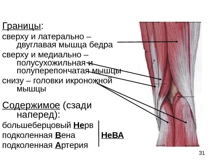 Гунтеров канал. Подколенная мышца анатомия. Анатомия бедра и коленного сустава. Мышцы коленного сустава анатомия. Сухожилие подколенной мышцы анатомия.