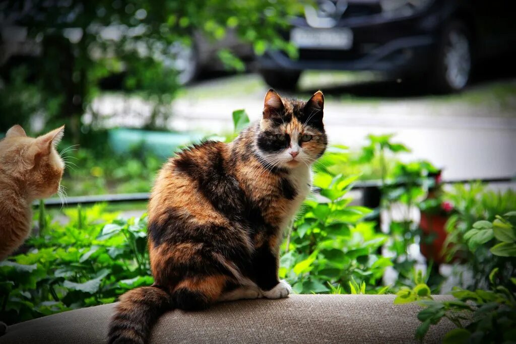 Трёхцветная кошка. Красивые кошки. Кошка на природе. Трехцветная кошка на природе.