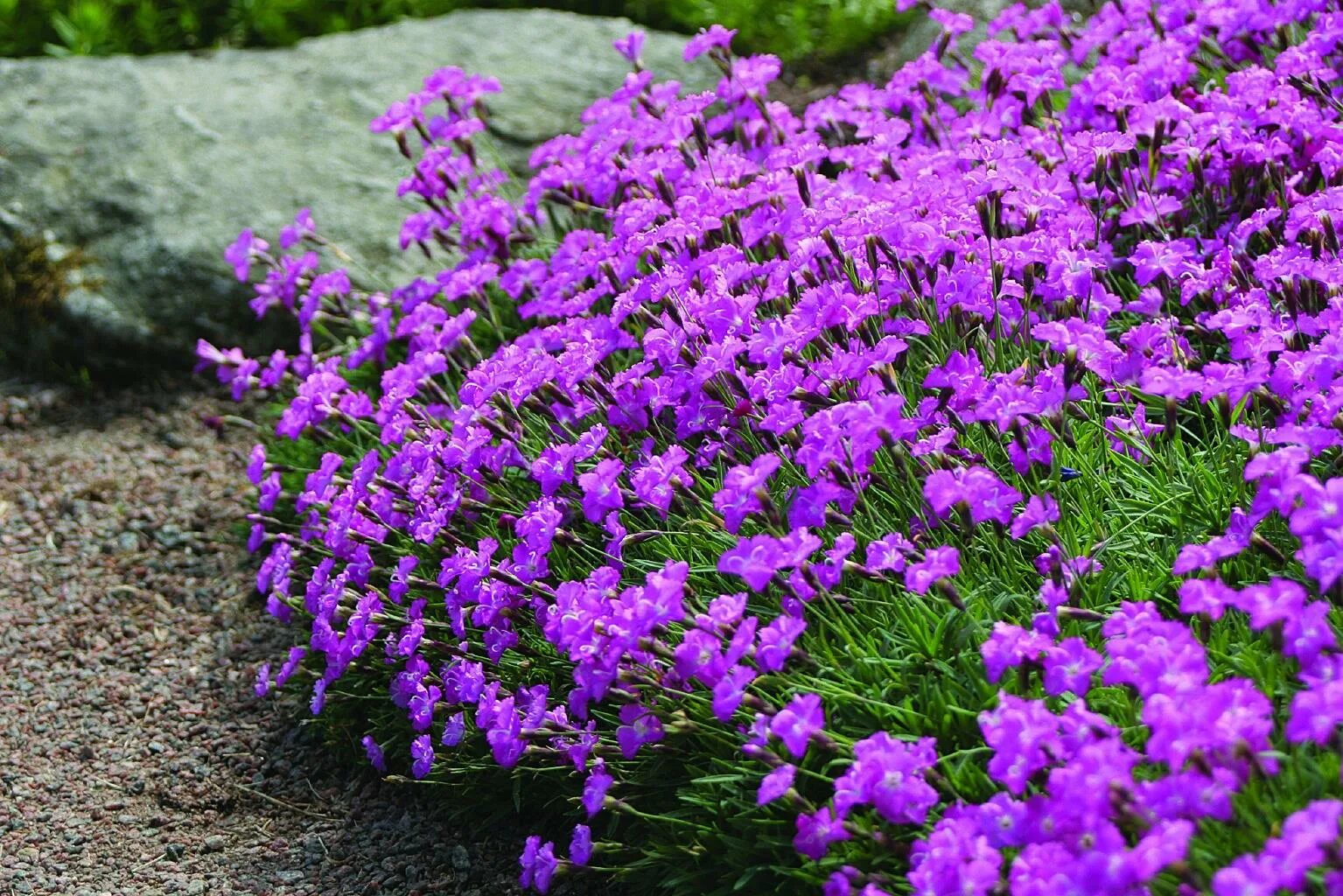 Гвоздика сизая Dianthus gratianopolitanus. Гвоздика серовато-голубая (Dianthus gratianopolitanus. Гвоздика серовато-голубая (Dianthus gratianopolitanus `Badenia`). Гвоздика Альпийская Dianthus Alpinus. Гвоздика многолетник