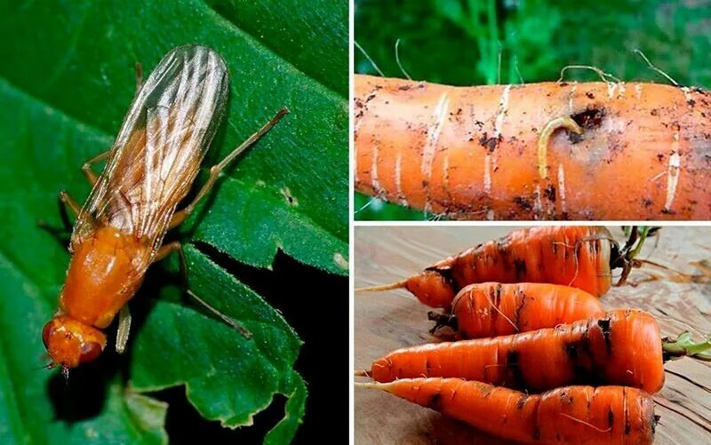 Морковная листоблошка личинка. Повреждение моркови морковной мухой. Луковая и морковная муха. Луковая муха методы борьбы с ней. Морковная муха методы борьбы с ней.