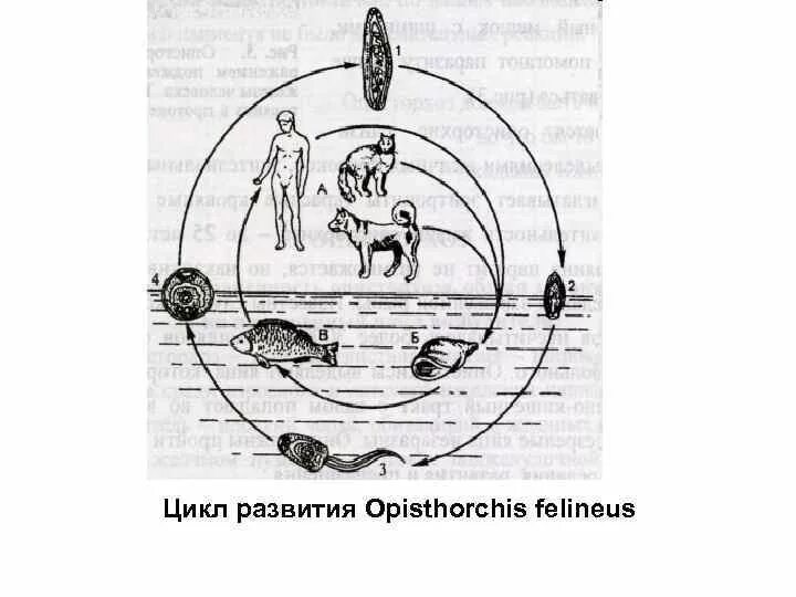 Жизненный цикл кошачьего сосальщика. Описторх жизненный цикл. Opisthorchis felineus жизненный цикл. Схема жизненного цикла Opisthorchis felineus.