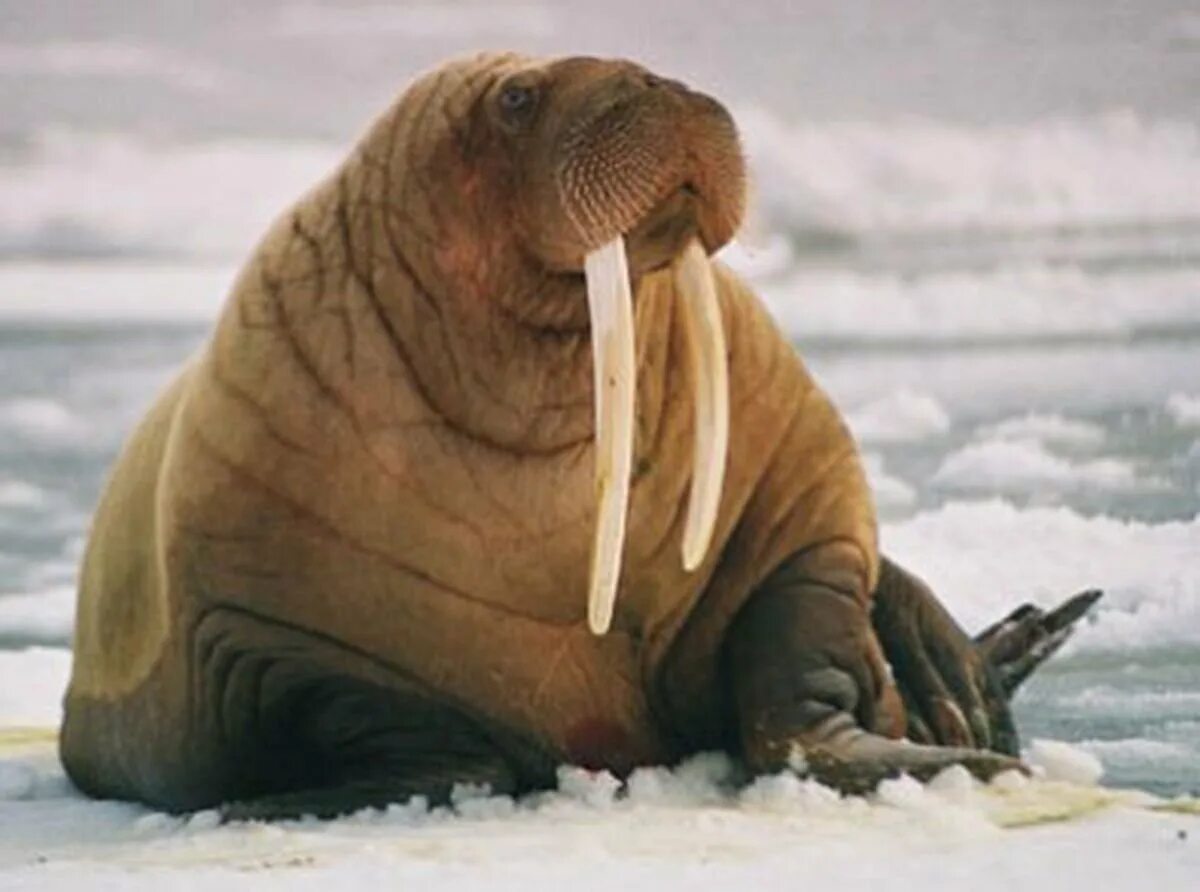 Моржи в тундре. Тихоокеанский морж (Odobenus rosmarus divergens). Морж Лаптевский подвид. Морж в Арктике. Морж Аляски.
