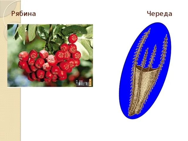 Рябина распространение плодов. Рябина способ распространения плодов и семян. Рябина распространение семян. Семена и плоды рябины. Рябина способ распространения.