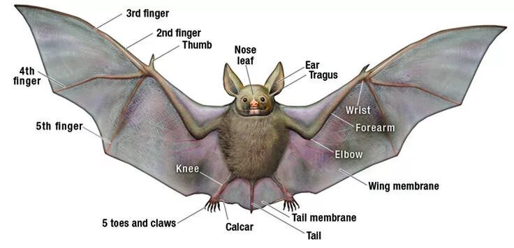 Как выглядит строение зубов летучей мыши Pipistrelle Bat (Head) (Watercolor) Guc92 Flickr