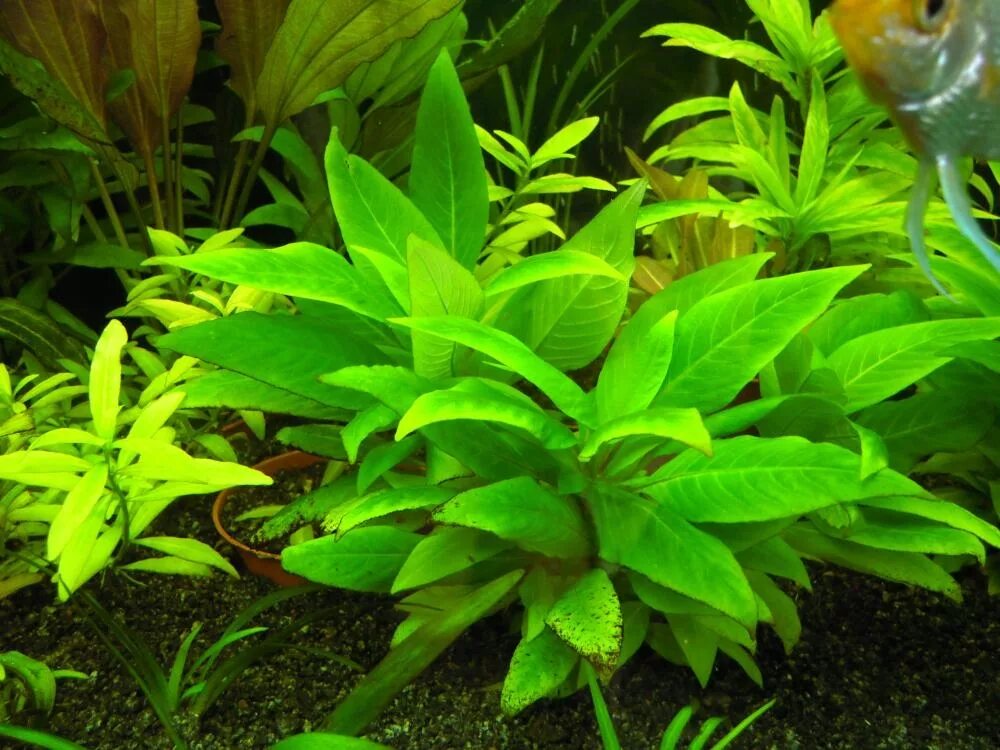 Лимонник для аквариума. Лимонник аквариумное растение. Номафила лимонник. Гигрофила узколистная лимонник. Гигрофила лимонник.