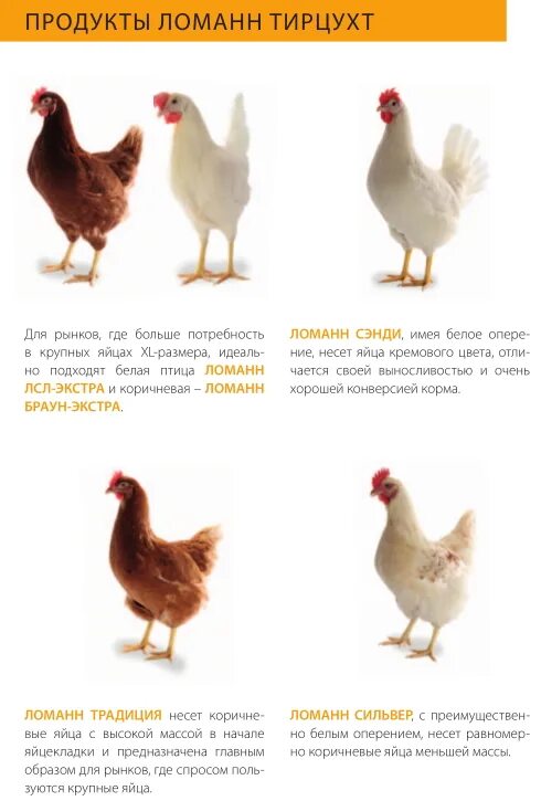 порода кур ломан браун характеристика белые. ломан лс куры описание. ломан сильвер куры. ломан-браун порода кур описание фото. куры породы ломан вайт.