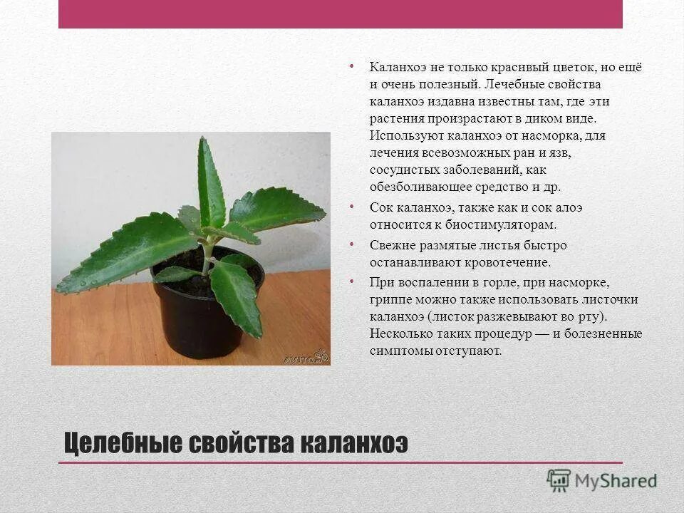 Каланхоэ лечебный (перистый) - применение, лечебные свойства, противопоказания