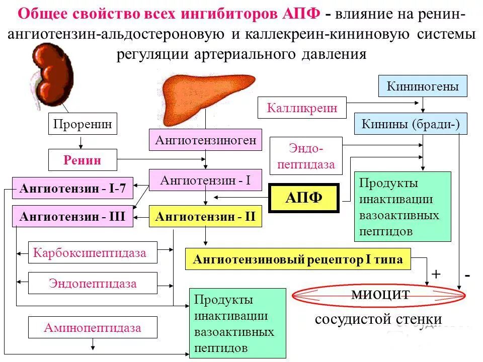 Ингибиторы апф 1. Механизм действия иапф схема. ингибиторы ангиотензинпревращающего фермента (апф). ингибиторы апф схема действия. ингибиторы апф механизм действия.