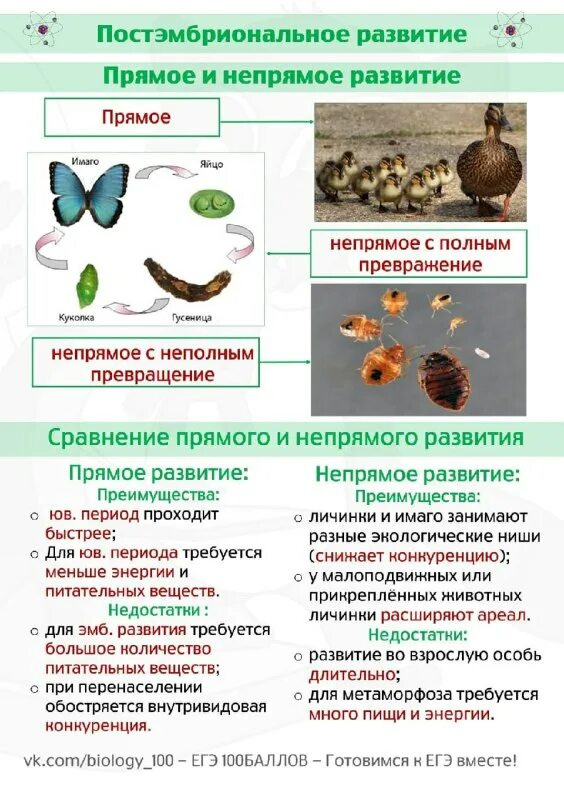 Постэмбриональное развитие непрямое с полным превращением. Непрямое постэмбриональное развитие с полным метаморфозом. Стадии непрямого развития. Постэмбриональное развитие непрямое развитие бабочк. Постэмбриональное развитие непрямое с полным превращением.