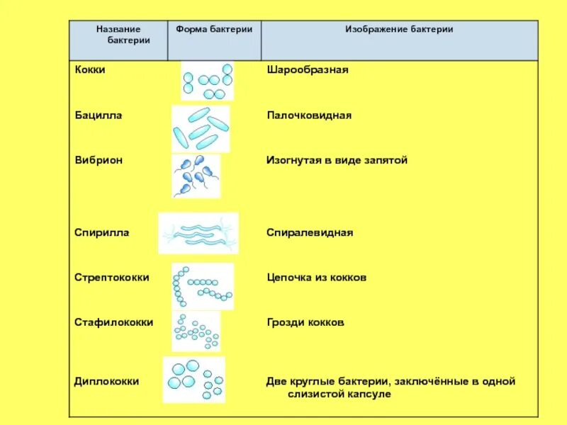 Бактерии примеры названия. Форма бактерий таблица 5 класс. Биология 11 класс.формы бактерий. Виды бактерий 5 класс биология таблица. Формы и виды бактерий 6 класс.