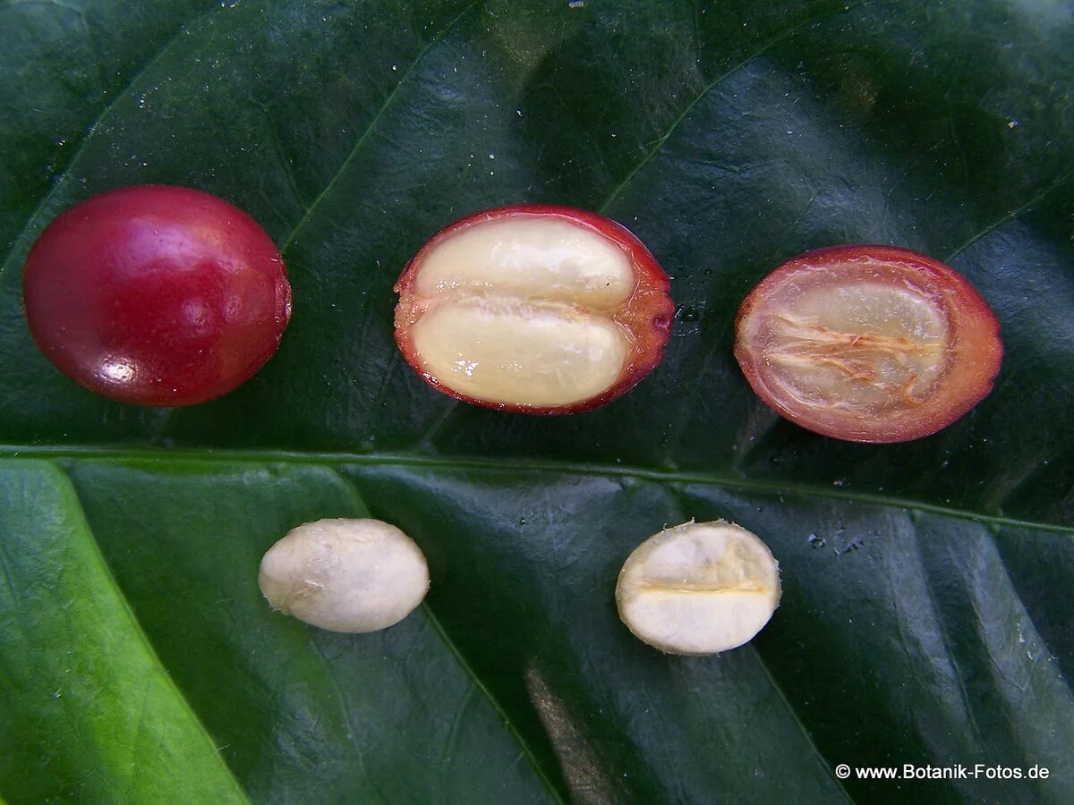 Кофе Арабика плоды. Плоды кофейного дерева. Ягоды кофейного дерева. Кофейный плод. Кофейные плоды