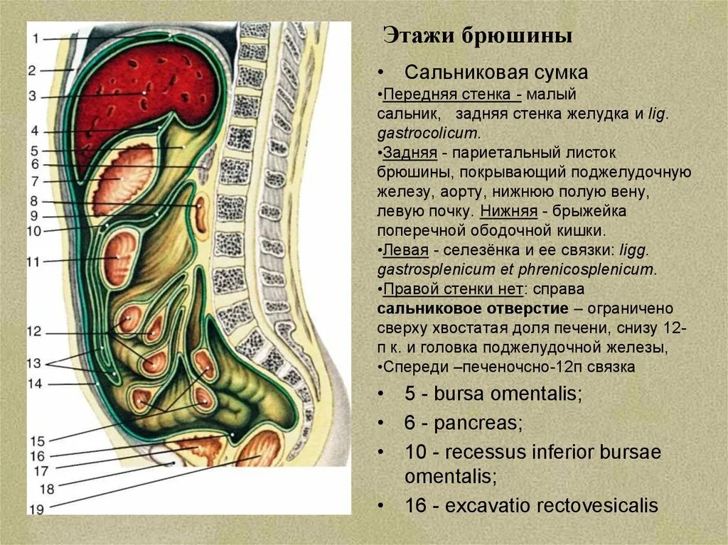 Винслово отверстие. Сальниковая сумка брюшины анатомия. Ход брюшины сальниковая сумка. Сальниковая сумка спереди образована. Сальниковая сумка сальниковое отверстие их стенки.