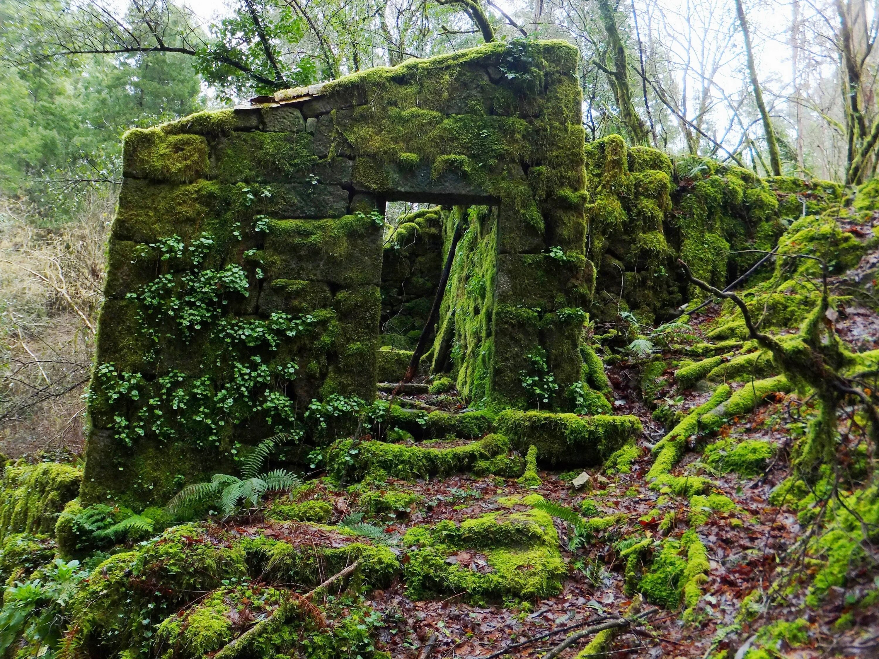 Как называли болото заросшее мхом. Ирландия замшелый замок. Лиановидные мох. Развалины в лесу. Заросший мхом.
