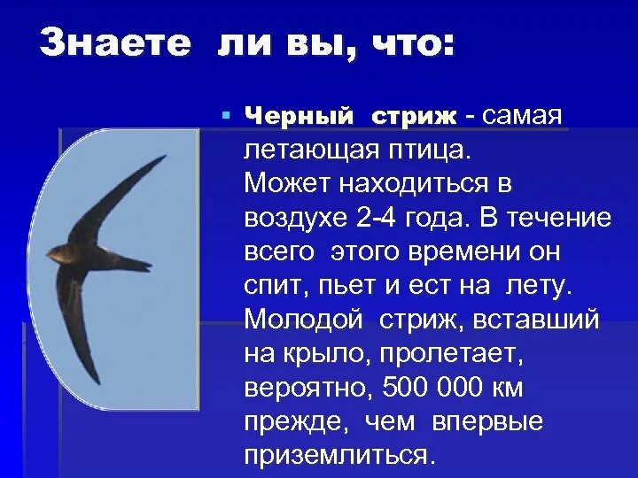 Информация о стрижах для 4 класса. Вся информация о Стрижах. Стриж птица. Сообщение о Стрижах. Интересные сведения о Стрижах.