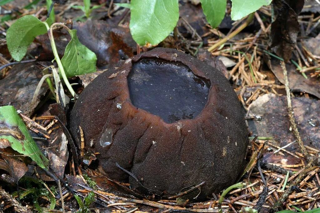 Гриб пила. Саркосома шаровидная Sarcosoma globosum. Sarcosoma globosum гриб. Саркосома шаровидная фото. Саркосома шаровидная внутри гриб.