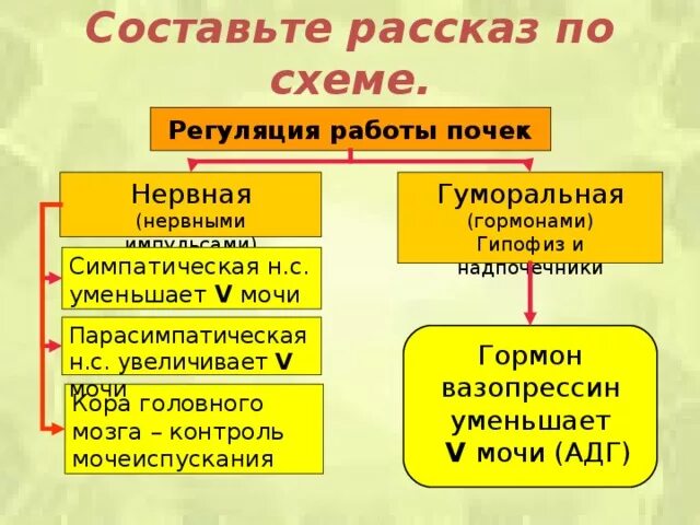 Как происходит регуляция работы почек гуморальным путем. Регуляция работы почек схема. Нервная и гуморальная регуляция почек. Гуморальная регуляция работы почек. Составьте рассказ по схеме регуляция работы почек.