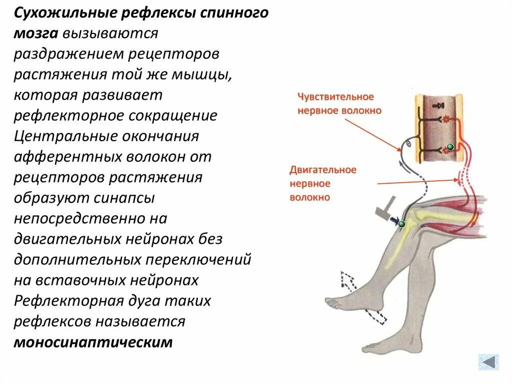 Рефлекс живого. Сухожильные рефлексы. Сухожильные спинальные рефлексы. Сухожильные рефлексы человека и методы их оценки. Исследование сухожильных рефлексов у человека.