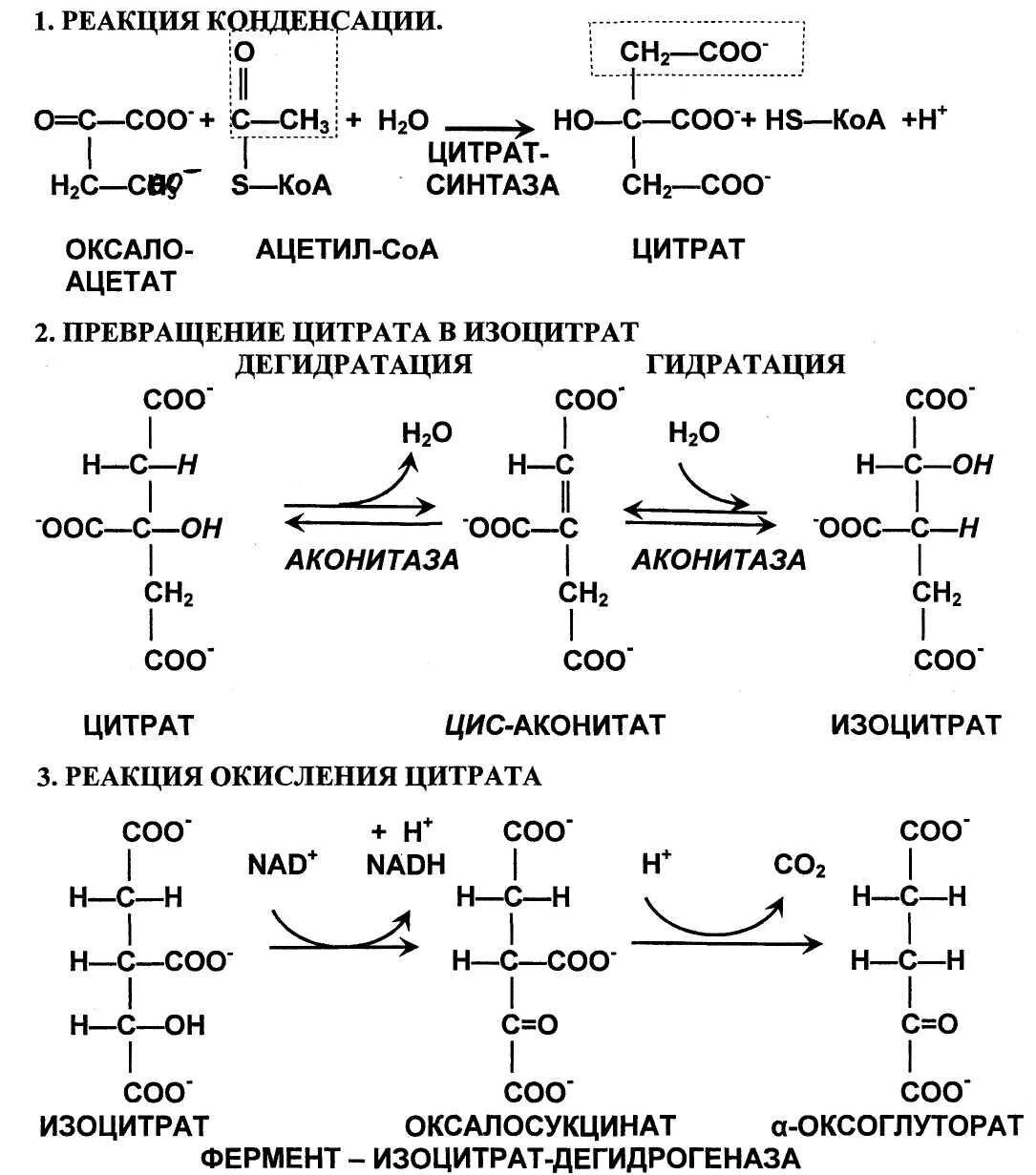 Ацетил коа фермент. Цикл Кребса пируват молочная кислота. Цикл Кребса ЦТК. Ферменты ЦТК биохимия. Окислительное декарбоксилирование пирувата биохимия схема.