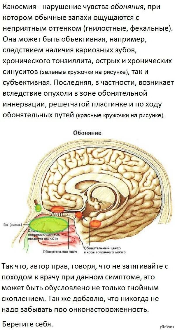 Заложен нос и пропало обоняние. Пропало чувство обоняния. Потеря обоняния и вкуса причины. После простуды пропало обоняние. Почему пропадает обоняние и вкус.