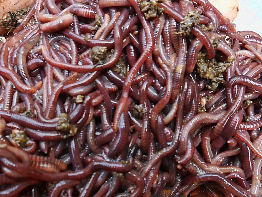 Много червей среди которых. Калифорнийские дождевые черви. Калифорнийский червь Дендробена. Красный калифорнийский червь.