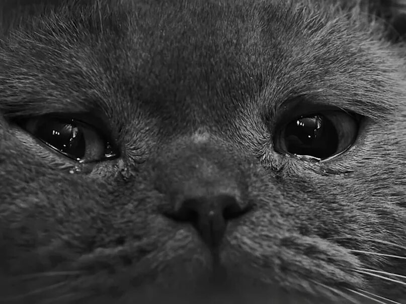 Кот плачет. Грустные мемы. Очень грустный кот. Кот с заплаканными глазами. Плачут ли коты