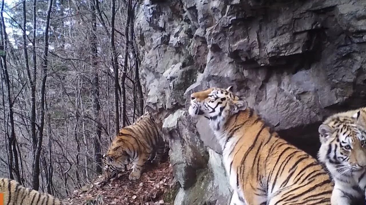 Уссурийская Тайга Амурский тигр. Тропой Уссурийского тигра.
