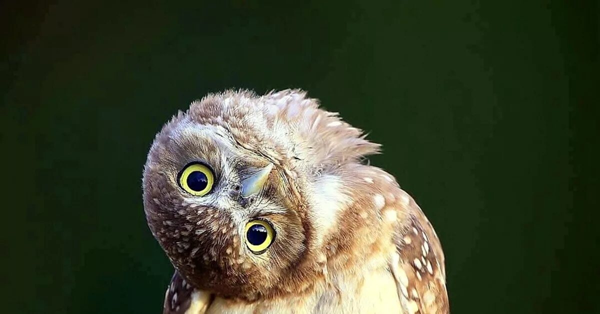 удивленная сова. в смысле скоро 40 было же 16. напуганная сова. сова удивлена. сова удивление.