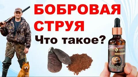 Струя бобра применение