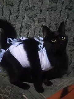 Кастрировать породистого кота