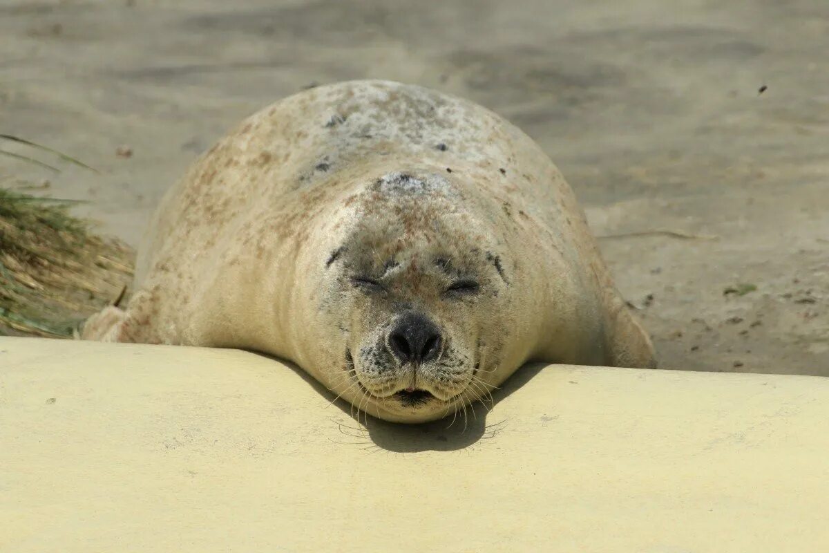 Phoca vitulina. Обыкновенный тюлень (phoca vitulina). Тюлень-крабоед. Курильский тюлень АНТУР.