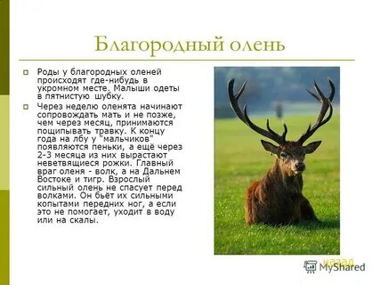 Благородный описание