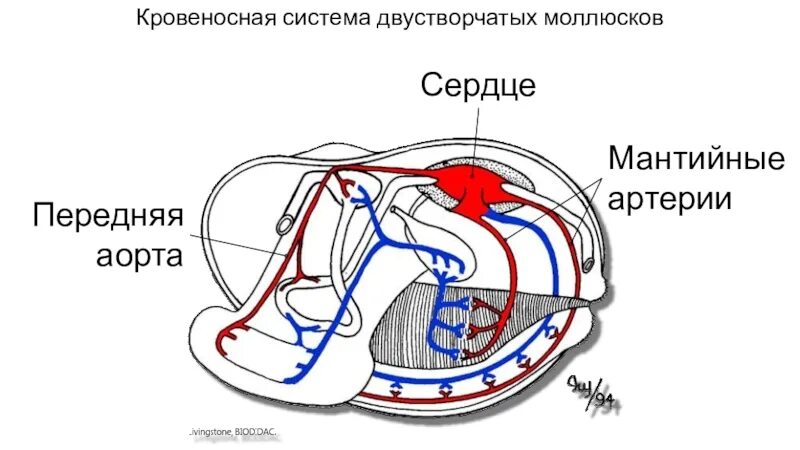Кровеносная система двустворчатых моллюсков 7 класс. Выделительная система двустворчатых моллюсков. Строение кровеносной системы двустворчатых моллюсков. Дыхательная система моллюсков 7 класс. Половая система моллюсков беззубка.