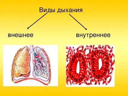 Внутренний вдох