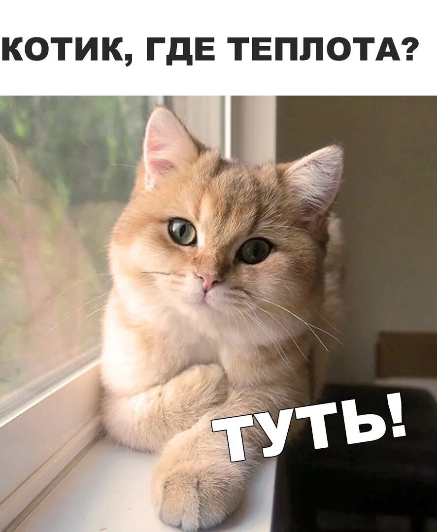 Ну она добрая. Котик туть. Туть Мем. Тут Мем кот. Туть Мем котенок.