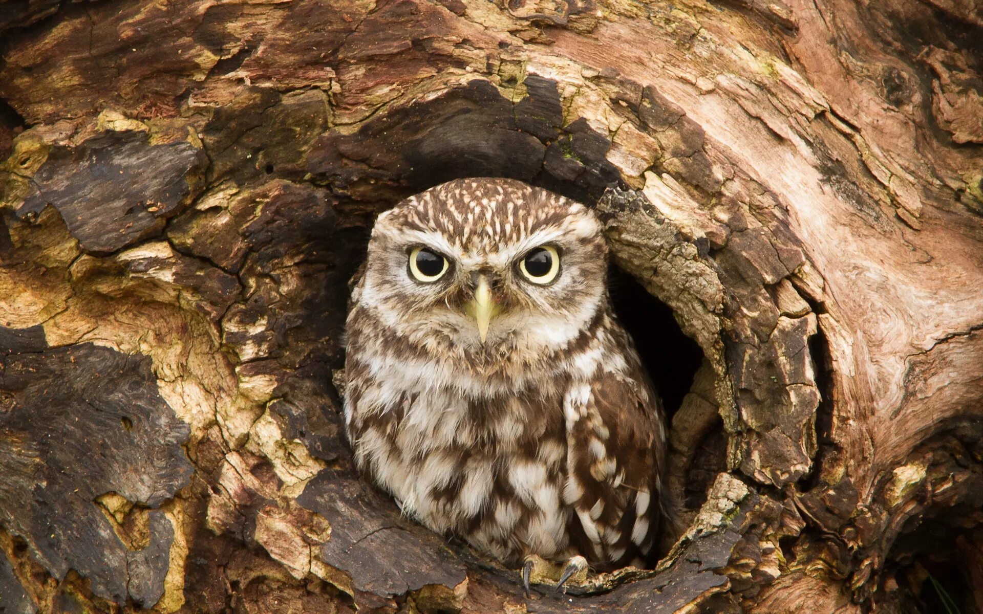Где найти сыча. Сова карликовый сыч. Жемчужный воробьиный сыч. Сыч казанский. Воробьиный сыч в дупле.