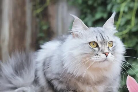 Silver cat