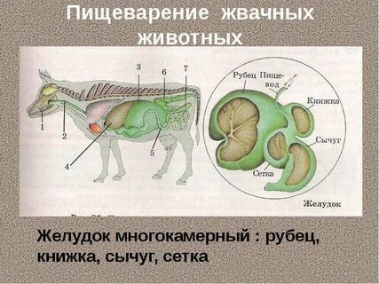 Значение жвачных