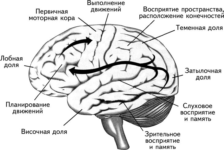 Зоны восприятия мозга. Проекционные двигательные зоны коры головного мозга. Сенсорные моторные и ассоциативные зоны коры больших полушарий. Первичные проекционные зоны коры головного мозга. Соматосенсорная область коры больших полушарий.