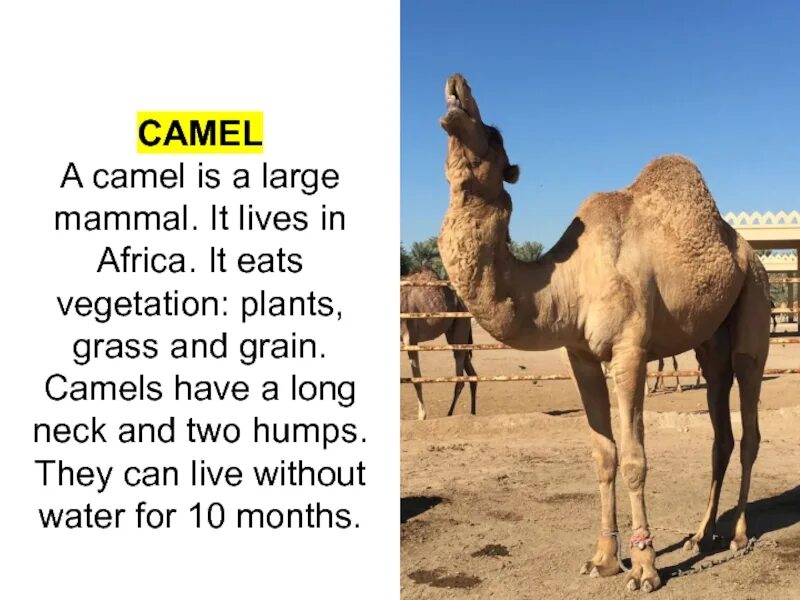 The camel was very thirsty. Camel транскрипция. Camel meaning. A Camel in English. It is eating Camel.