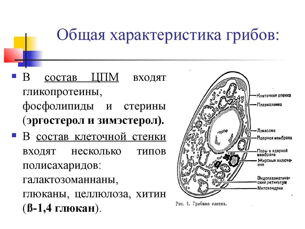 Клетка состоит из хитина. Клеточная стенка в клетках грибов. Состав клеточной стенки гриба. Клеточная стенка грибной клетки состоит из. Царство грибов строение грибной клетки.