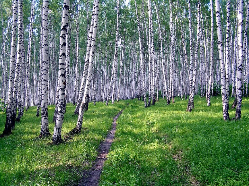 Березки самарская область. Лес Толстик Ворсма. Берёзовая роща Первоуральск лес. Аллея Полевской Березовая роща. Березы лес п. Озерный Новосибирск.