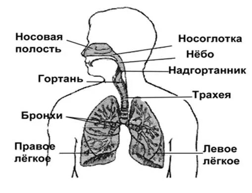 Носоглотка бронхи гортань носовая полость легкие трахея. Носовая полость гортань трахея бронхи. Дыхательные пути это носовая полость гортань трахея бронхи. Носовая полость гортань трахея бронхи легкие. Носоглотка гортань трахея бронхи легкие.