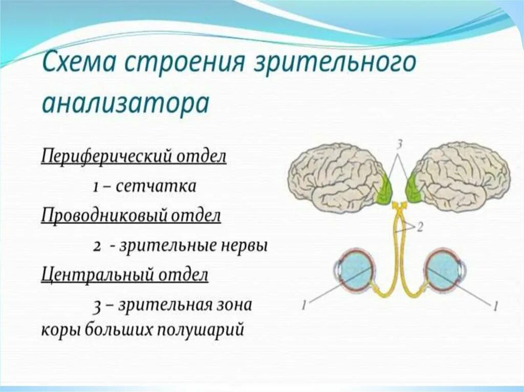 Периферический отдел зрительного анализатора. Функции периферической части зрительного анализатора. Строение периферического зрительного анализатора. Анализаторы периферический отдел проводниковый отдел.